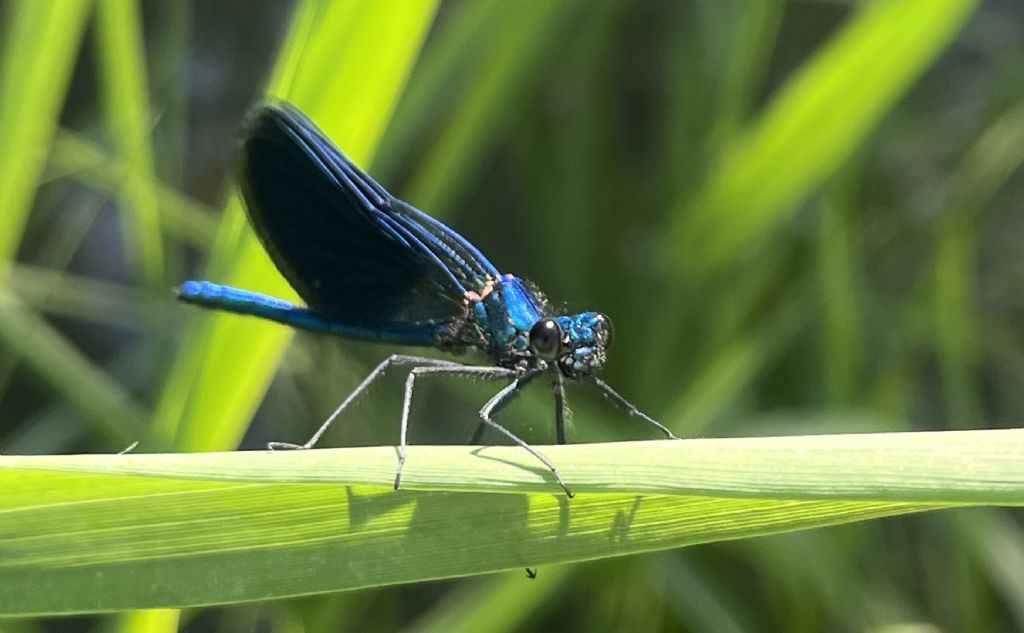 Calopteryx splendens..... m. e f.